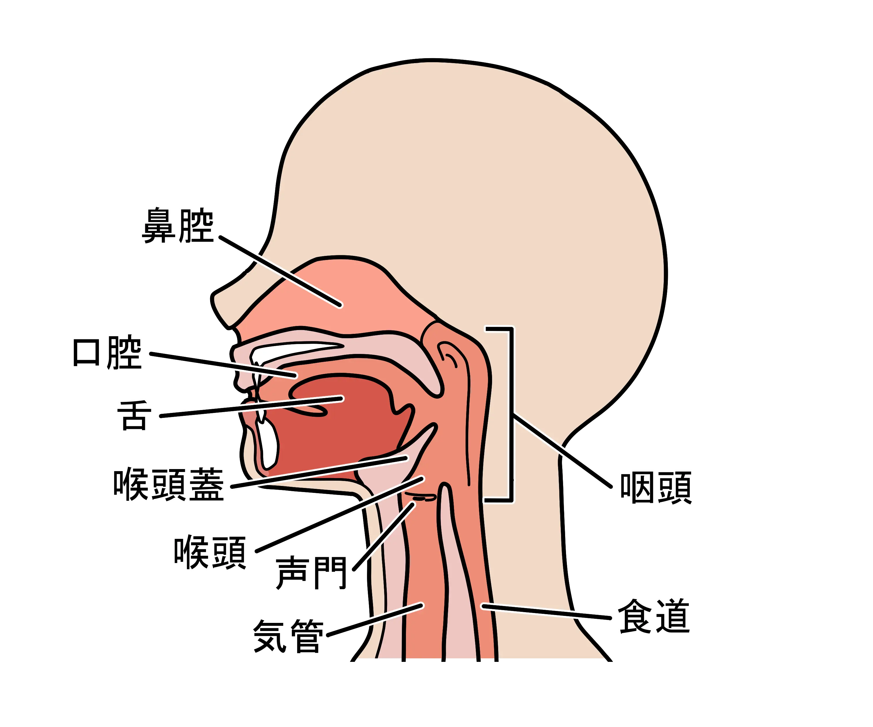 のどの断面図