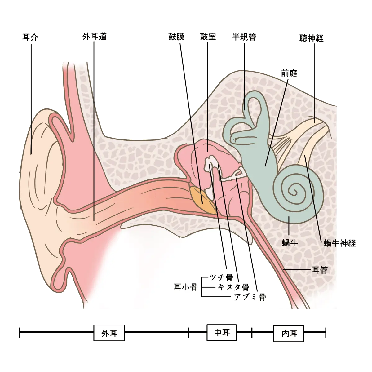 耳の断面図